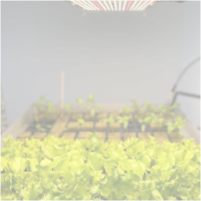 Urban hydroponic farm